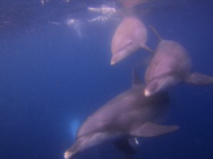 お試しドルフィンスイムツアー in 三宅島・御蔵島