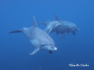 toshima-dolphinswim
