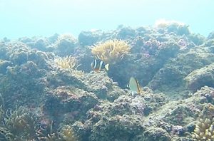 【三浦半島・城ヶ島】 スノーケリング・スキンダイビングツアー