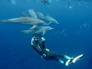 【野生のイルカと泳ぐ！】三宅島・御蔵島ドルフィンスイムツアー