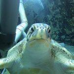 【３月１９日・４月２３日】日曜開催！水族館のような大型水槽でお魚とウミガメと一緒に潜る！アクアリウムスノーケリング＆スキンダイビングのお知らせです♪