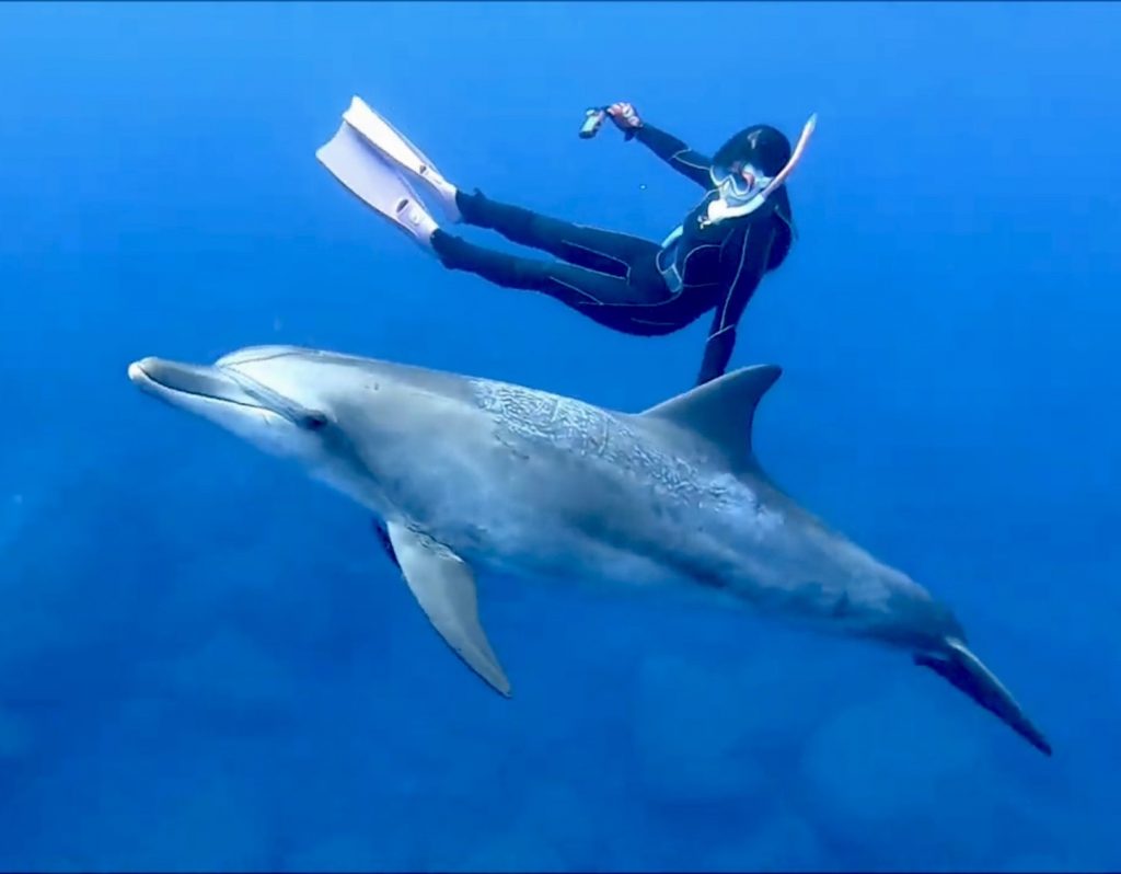 先行予約受付開始！】7月開催☆野生のイルカと一緒に泳ごう♪伊豆七島