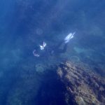 【透明度20m以上！】新年初潜り・真鶴福浦スノーケリング・スキンダイビングツアーのお知らせ♪