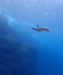 伊豆諸島 八丈島スキンダイビングツアー