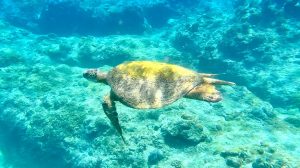 東伊豆・宇佐美 スノーケリング&スキンダイビングツアー