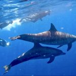 【2/8(日)12時より受付開始！】7月開催★野生のイルカと一緒に泳ごう♪伊豆七島 三宅島・御蔵島ドルフィンスイムツアーのお知らせ！