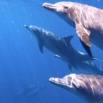 【残りあと１名様】7月開催★野生のイルカと一緒に泳ごう♪伊豆七島 三宅島・御蔵島ドルフィンスイムツアーのお知らせ！
