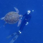 【フリーダイバー・上級スキンダイバー限定】６月開催！伊豆諸島 八丈島スキンダイビングツアーのお知らせ！